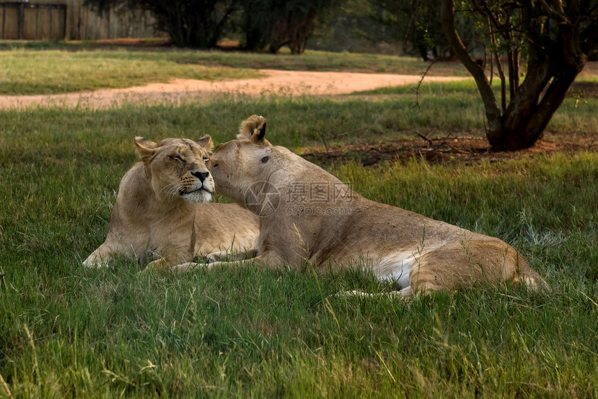 照片拍摄于2015年3月31日南非约翰内斯堡附近的公园狮子中Park图片