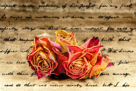 字母纹理上褪色的玫瑰背景图片