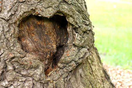 一棵老树的干上树皮里有一颗心图片
