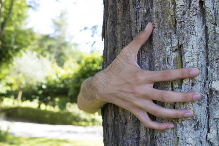 保护树木的手生态概图片
