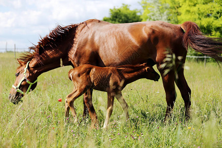 美丽的年轻温暖的母马在农村畜牧农场的夏季牧场上哺乳图片