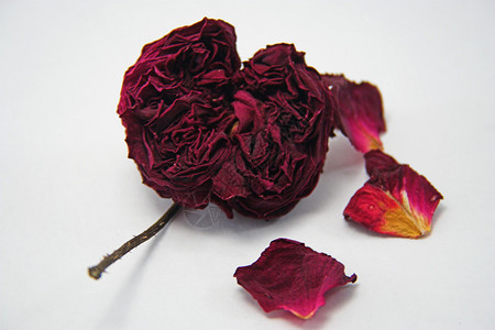 一朵枯萎花瓣的垂死玫瑰图片