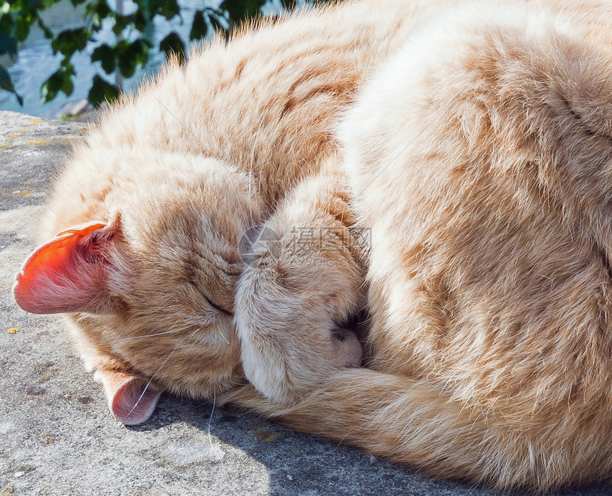 可爱的猫咪睡在图片