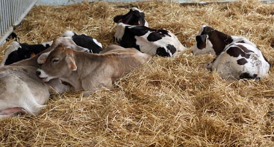 奶牛在农场谷仓中生产牛图片