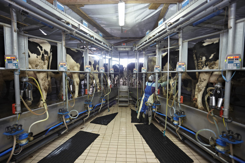 自动挤奶系统AMS工业奶牛场图片
