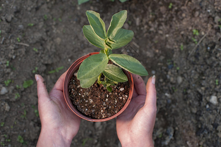 种植前将盆栽植物放在土壤上图片