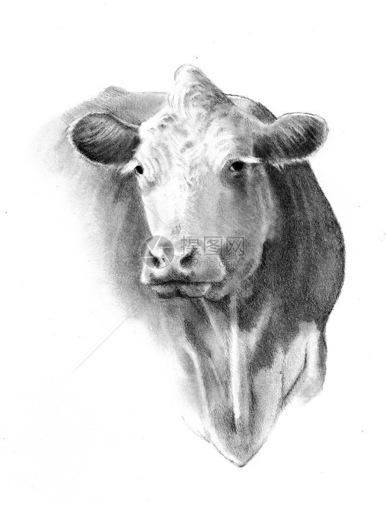一幅写实的写意的牛头铅笔画图片