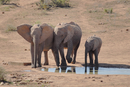 非洲大象享受其环图片