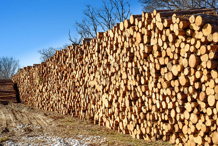 工业伐木中堆积的松木原图片