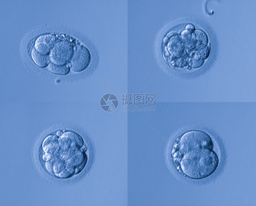 人工受精图片