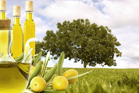 橄榄树田底的油和橄榄图片