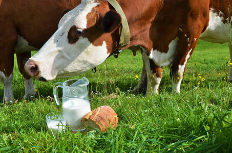 奶牛和草地面包附近的田野上牧牛瑞图片