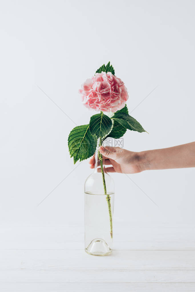 妇女用粉色花朵白色的图片