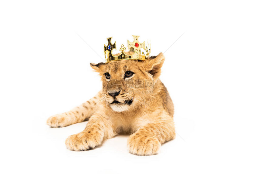 金冠上可爱的狮子幼狮图片