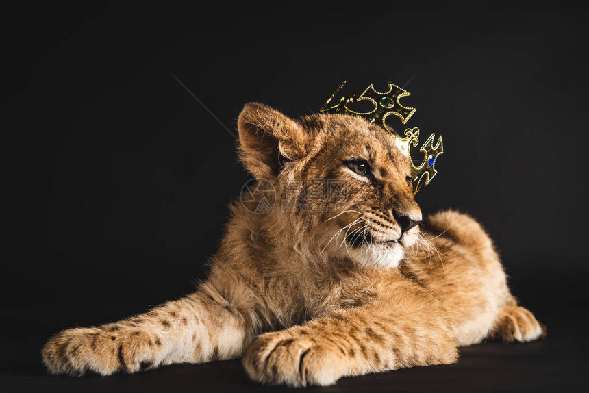 可爱的狮子幼狮躺在金冠上图片