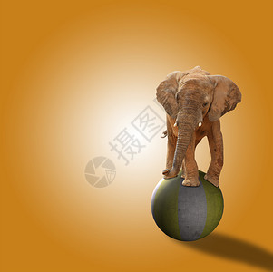 大象站在橙色背景上的球上图片