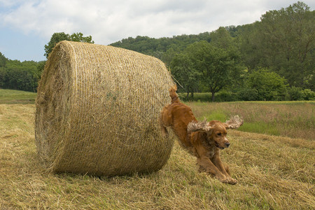 英国可卡犬从麦球上跳下来图片