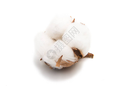 白色背景的棉花植物毛棉图片