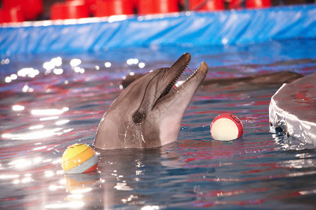 嬉戏的海豚在水中的特写镜头附近有两个球图片