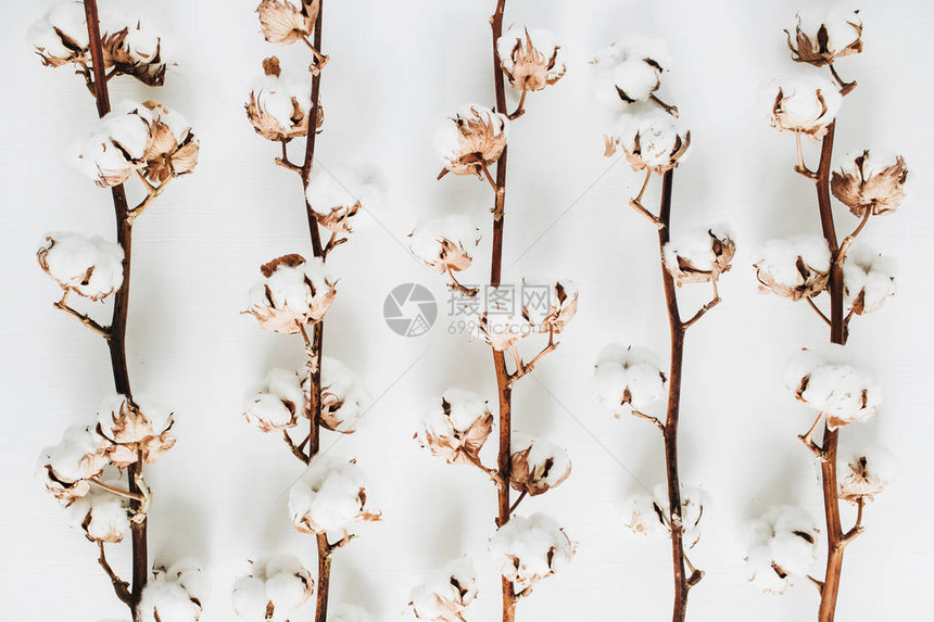 白色背景的棉花树枝被隔绝平坦的躺下图片