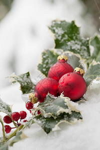 雪地上的红色圣诞球和冬青图片
