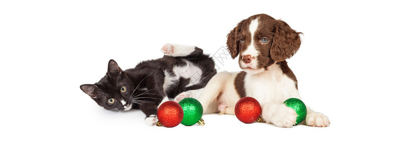 小可爱小狗和小猫玩圣诞球孤立图片