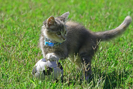 一只小猫在玩足球图片
