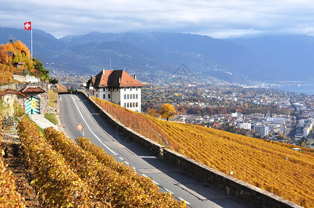 穿过瑞士拉沃地区葡萄园的公路La图片