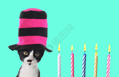 带多彩顶帽子和生日蜡烛的有趣的小猫当图片
