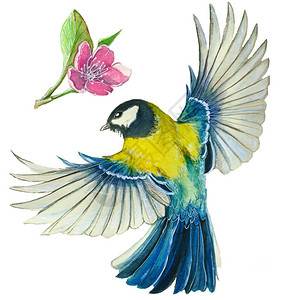 小鸟与花的水彩画图片