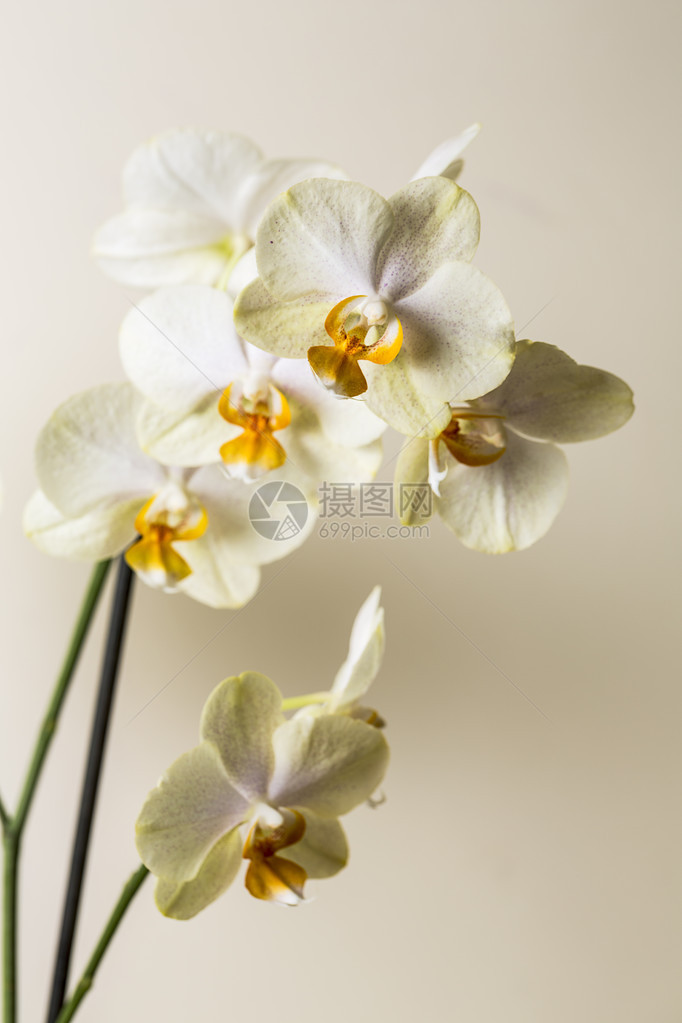 花朵黄色的花朵与白棕色灰背景在工作室创建5图片