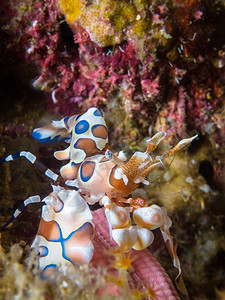 小丑虾吃海星的水下图片图片