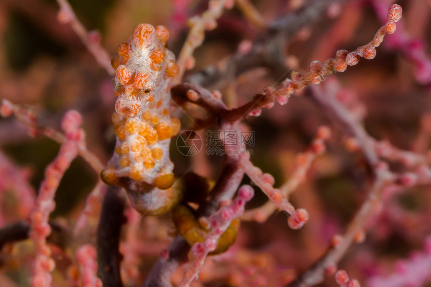 海风珊瑚中粉俾格米海图片