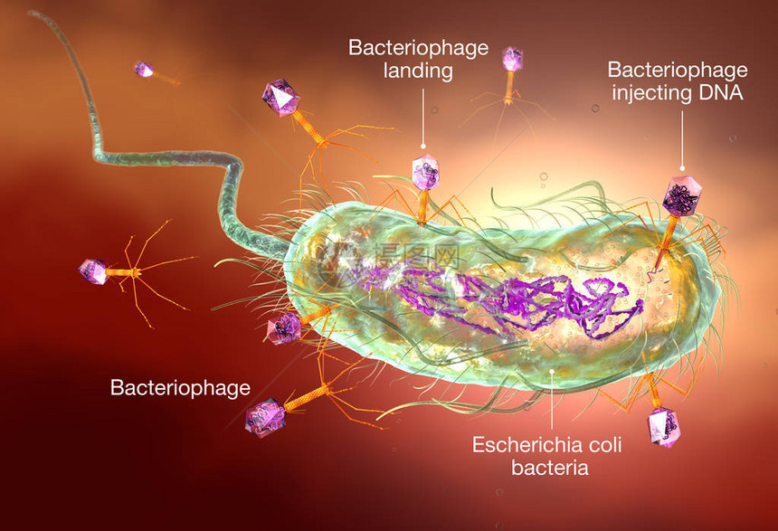 插图显示噬菌体攻击大肠杆菌图片