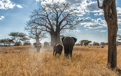 坦桑尼亚塞伦盖蒂公园的非洲大象图片