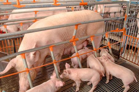 养猪场好奇的猪在整洁干净的室内养猪场养猪图片