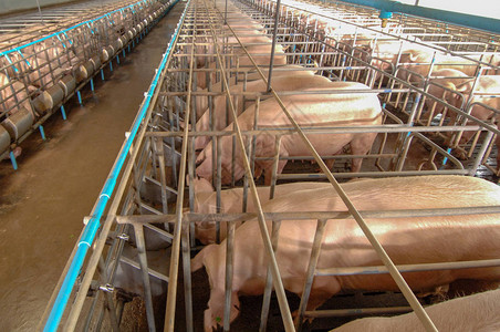 养猪场好奇的猪在整洁干净的室内养猪场养猪图片