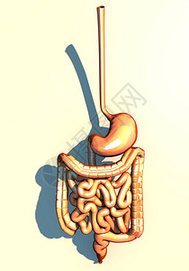 内骨消化系统胃食道双脑长阴暗结肠图片
