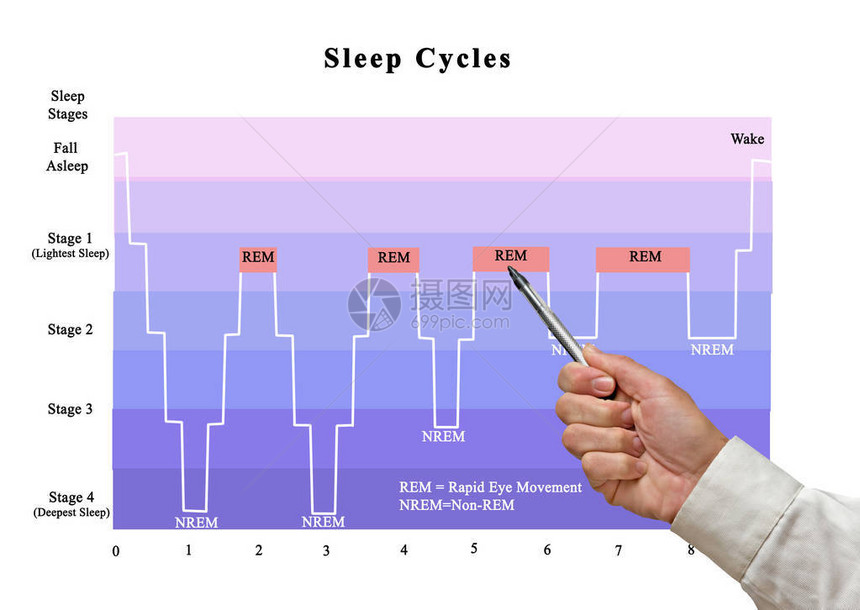 呈现睡眠周期图片