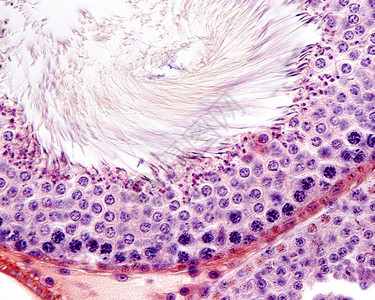 大鼠睾丸曲细精管的上皮衬里图片