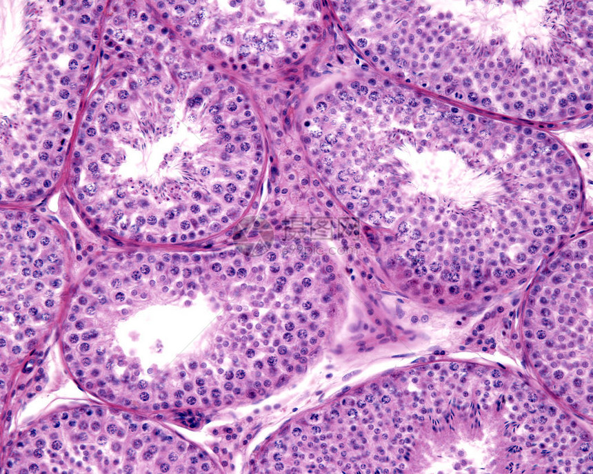人类睾丸的曲细精管雄生发上皮显示精原细胞减数分裂中的精母细胞精子细胞和带有尾巴伸入管腔的精子光学显微镜显微照片苏木精图片