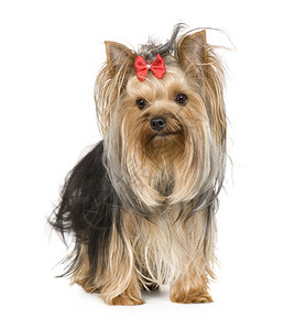 YorkshireTerrier15个月在图片