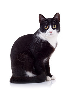 坐着可爱的黑白猫看着相机背景图片