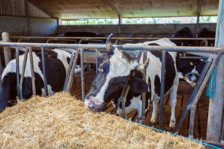 牛在马厩传统的荷兰农场荷兰图片