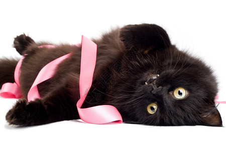 黑猫玩粉红丝带图片