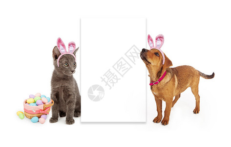 一只小猫和小狗坐在白牌边上穿着复活节兔子耳朵带图片