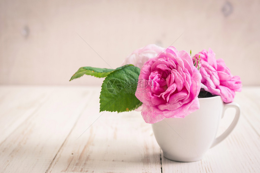白色木制背景的美丽的粉红茶玫瑰浪漫背景古图片