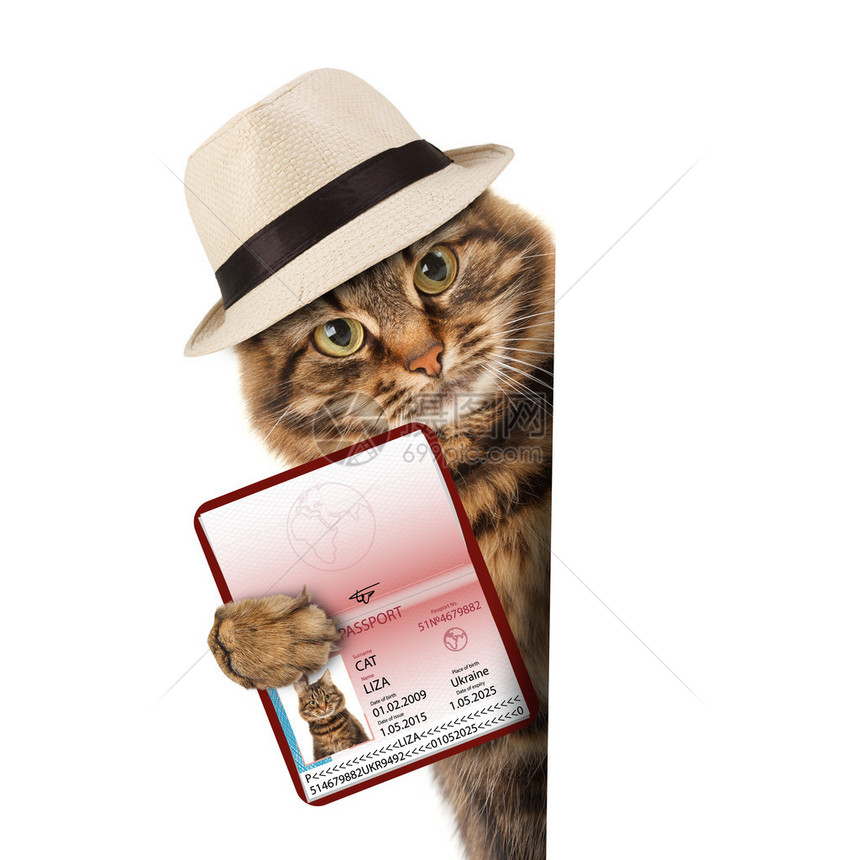 带着护照的滑稽猫咪在白色图片