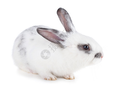 小可爱小兔子白图片