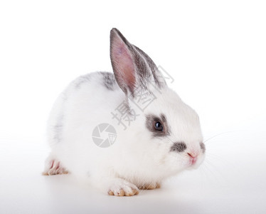 白色背景上的小兔子图片